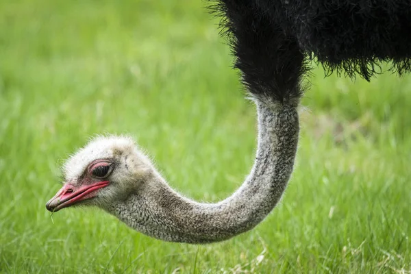 Ostrich Red Beak Eating Fresh Green Grass Meadow Spring — Stock Photo, Image