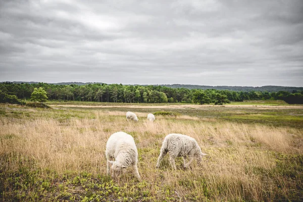 Ovelhas Pastando Prado Tempo Nublado Nebuloso Com Uma Floresta Fundo — Fotografia de Stock