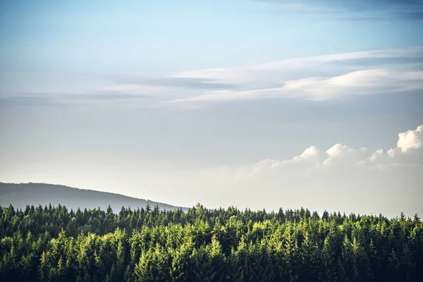 Tetején Egy Fenyő Erdő Dombon Kék Alatt — Stock Fotó