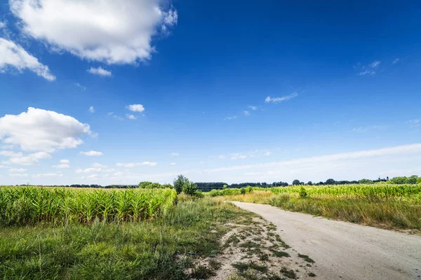 Paisagem Campo Com Caminho Que Atravessa Campos Milho Sob Céu — Fotografia de Stock