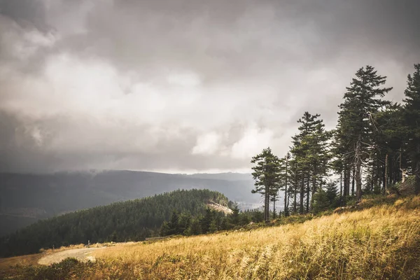 Encosta Com Grama Dourada Uma Floresta Mais Abaixo Tempo Nublado — Fotografia de Stock