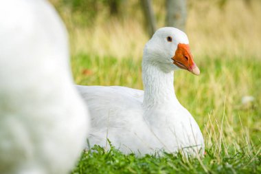 Kazlar rahatlatıcı bahar güneşli havalarda yeşil çim 