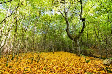 Taze yeşil orman yere sarı sonbahar yaprakları