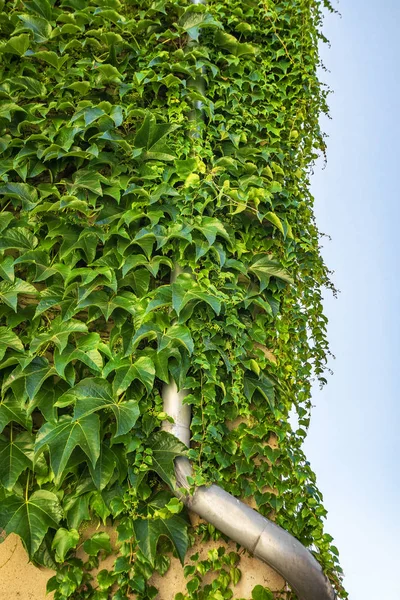 Planta Hiedra Verde Que Cubre Desagüe Metálico Pared Edificio — Foto de Stock
