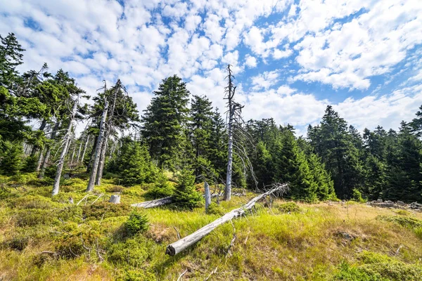 Grön Skog Med Visset Tallar Sommar Blå Himmel — Stockfoto