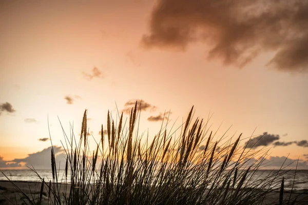 Západ Slunce Oceánu Reed Siluety Moře Svítání — Stock fotografie