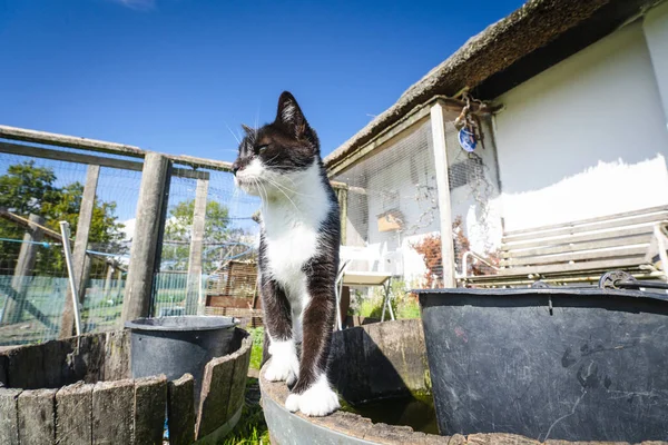 Gato Color Blanco Negro Patio Trasero Verano — Foto de Stock