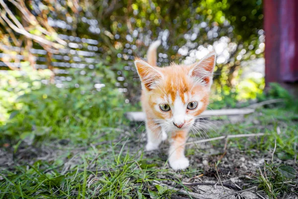 Cute Kitten Orange Color Playing Backyard Summer — Stock Photo, Image