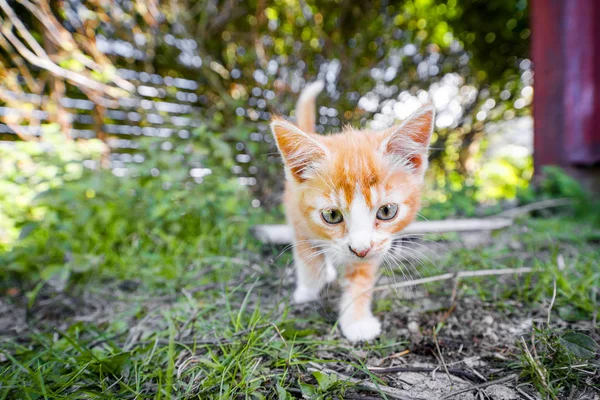 Симпатичный Котенок Оранжевого Цвета Летом Играет Дворе — стоковое фото