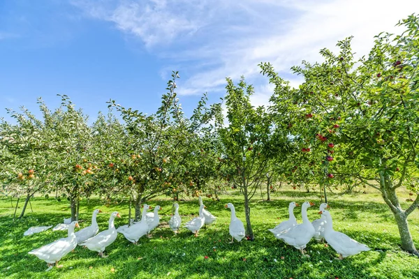 Ganzen Onder Appelbomen Een Landelijke Omgeving Zomer — Stockfoto