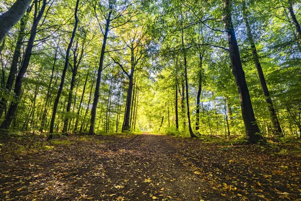 Lente Het Bos Met Verse Groene Bomen Gouden Bladeren Grond — Stockfoto