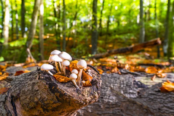 Group White Mushrooms Wooden Log Forest Springtime — Stock Photo, Image