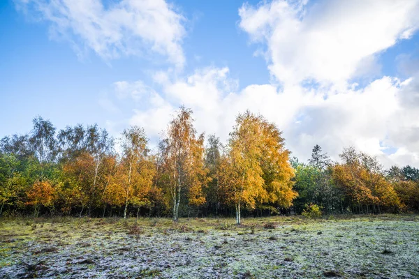 Gelbe Birken Herbstfarben Herbst Unter Blauem Himmel Bei Hellem Tageslicht — Stockfoto