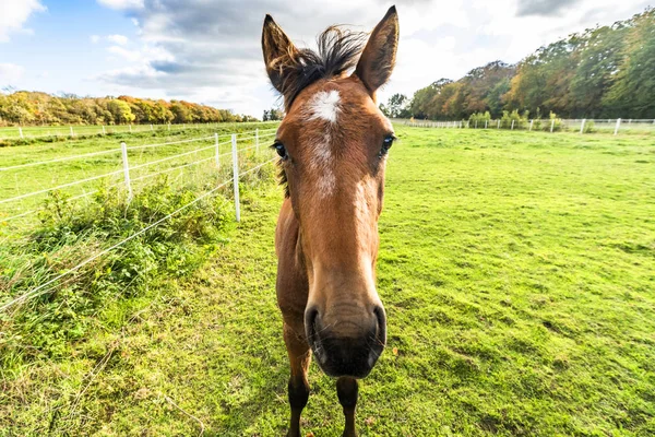 Jong Paard Nauwe Staande Een Groen Veld Met Witte Hek — Stockfoto