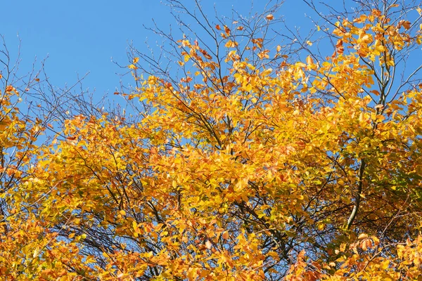 Golden Autumn Leaves Tree Fall Blue Sky October — Stock Photo, Image