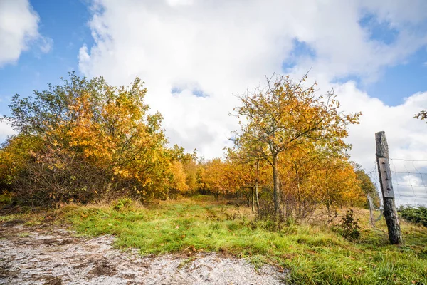Bäume Orangefarbenen Farben Herbst Mit Einem Zaun Rechts Hellen Tageslicht — Stockfoto