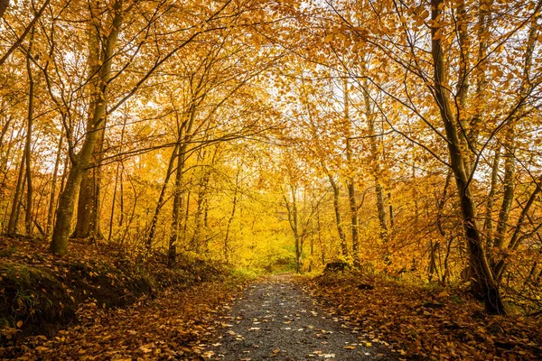 Oranje Herfst Kleuren Het Bos Met Een Natuurleerpad Herfst — Stockfoto