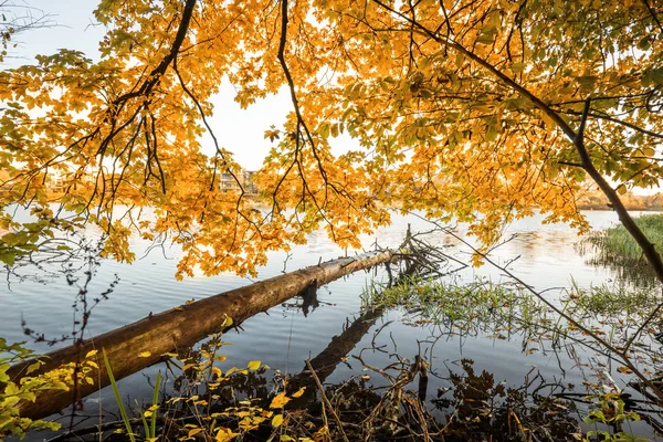 Деревянное Бревно Висящее Над Озером Осенью Золотыми Осенними Листьями Сверху — стоковое фото