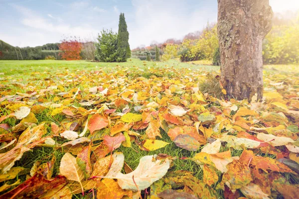 Autumn Leaves Warm Colors Lawn Graden Fall — Stock Photo, Image