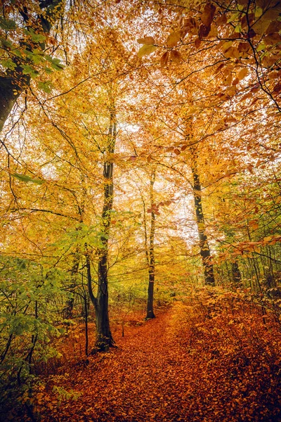 Herfst Kleuren Het Bos Met Bomen Gele Oranje Tinten Herfst — Stockfoto