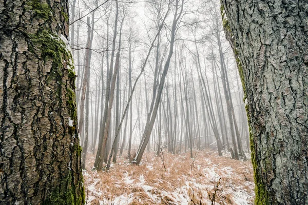 Dimmiga Skogen Bakom Två Stora Träd Med Mossiga Svålen Vintern — Stockfoto