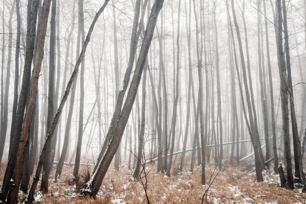 Misty Forest Winter Barenaked Trees Covered Fog Cold Day January — Stock Photo, Image