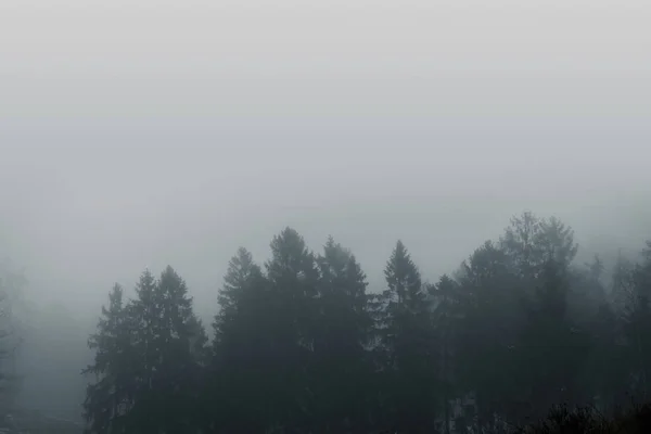 Neblige Waldkulisse Mit Nebelverhangenen Kiefernkronen Einem Launischen Moment — Stockfoto