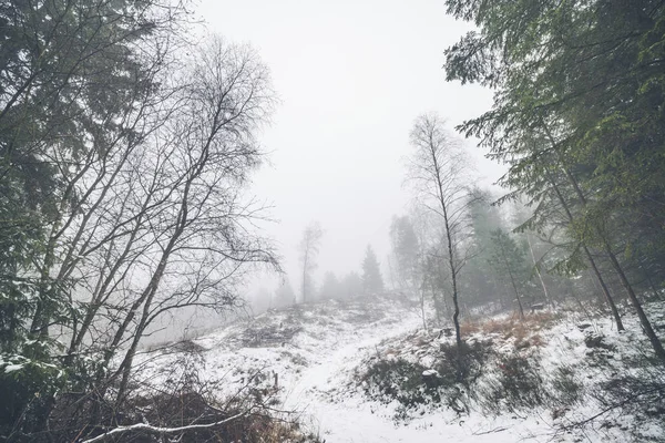 Winterlandschaft Einem Nebeligen Wald Mit Schnee Auf Dem Boden Und — Stockfoto