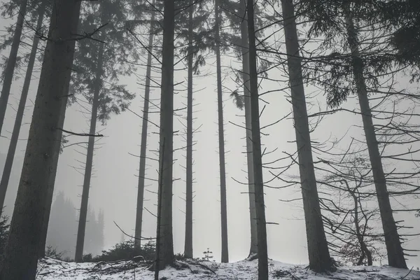 Bosque Niebla Con Altos Árboles Barenaked Invierno Con Nieve Suelo —  Fotos de Stock