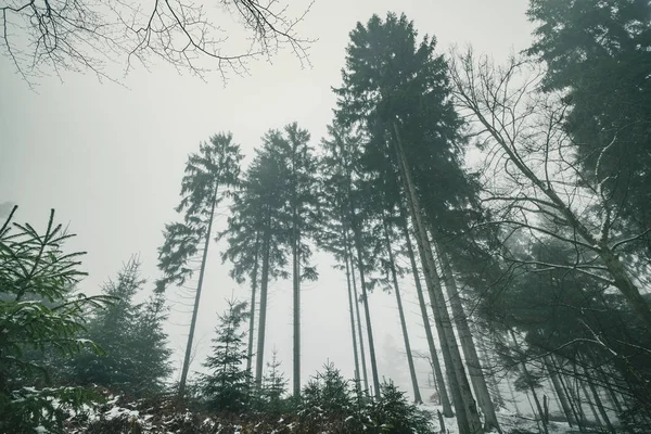 Tall Pine Trees Misty Landscape Winter Foggy Weather Conditions — Stock Photo, Image