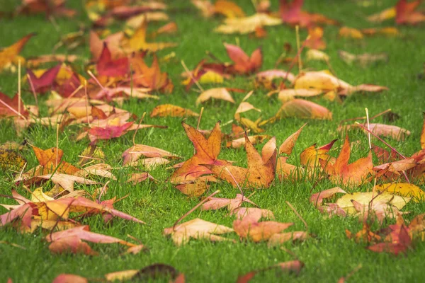 Yeşil Çimenlerin Üzerinde Sıcak Renkler Sonbaharda Altın Akçaağaç Bırakır — Stok fotoğraf
