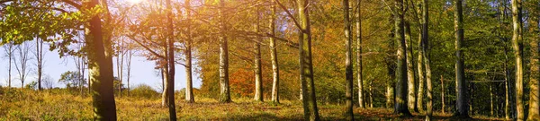 秋天的颜色森林与温暖的颜色在全景的叶子 — 图库照片