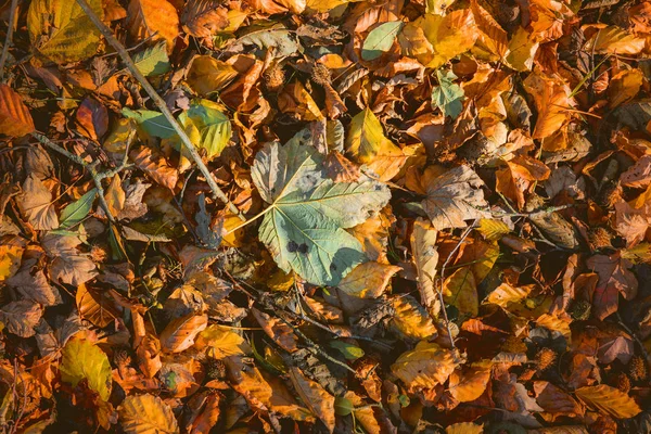 暖色系の秋にカエデ ブナの葉が秋に一緒に混合の葉します — ストック写真