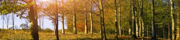 Wald Herbstfarben Mit Blättern Warmen Farben Panorama Stockbild