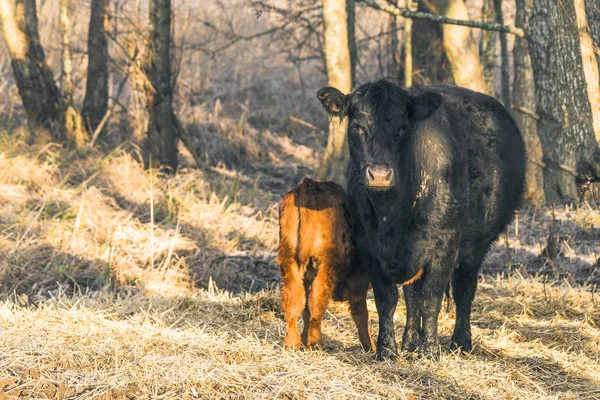 Kalb mit der Mutterkuh in der Nähe eines Waldes — Stockfoto