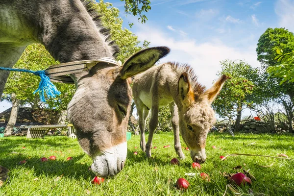 Deux ânes mangeant des pommes rouges dans un jardin idyllique — Photo