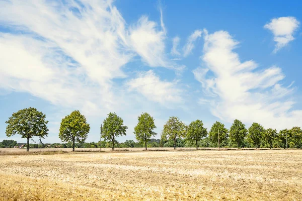 Groene bomen op een rij in de zomer — Stockfoto