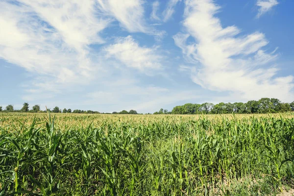 Campo de maíz en verano con maíz verde fresco — Foto de Stock