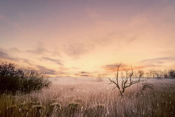 Siluetas de árboles en un amanecer mágico —  Fotos de Stock