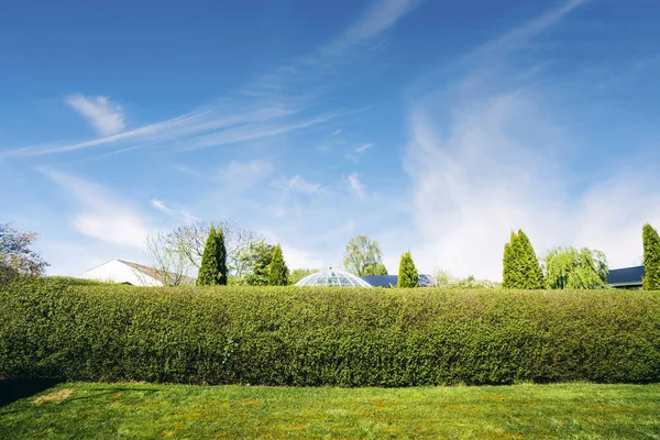 Żywopłoty na podwórku z zielonym trawnikiem w lecie — Zdjęcie stockowe