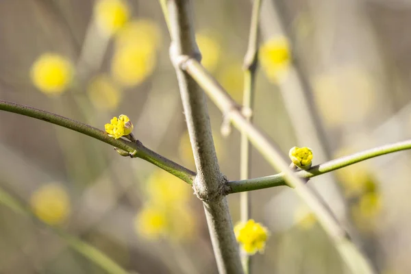 Tree blooming in the spring with yellow sprouts — Stock Photo, Image