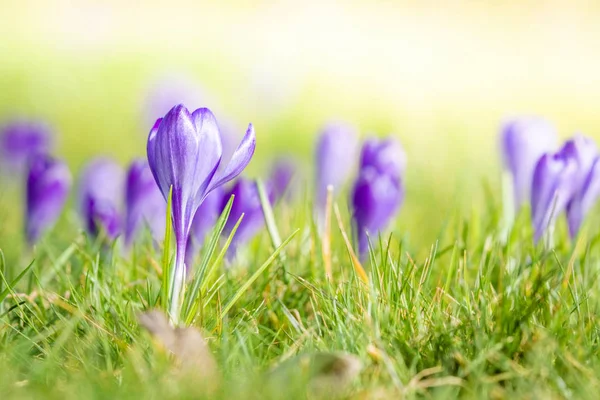 Fioletowe krokusowe kwiaty kwitnące na łące — Zdjęcie stockowe