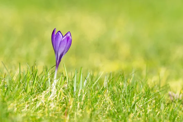 Purpurowy kwiat Krokus na zielonym trawniku — Zdjęcie stockowe