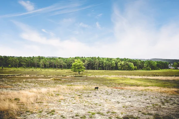 Czarna owca w letnim krajobrazie z suchych równin — Zdjęcie stockowe