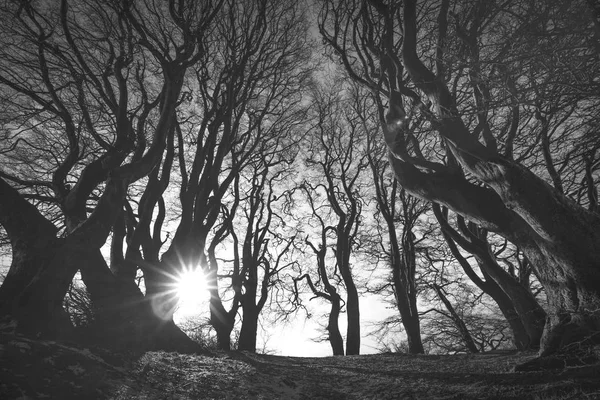 Bosque espeluznante en blanco y negro —  Fotos de Stock