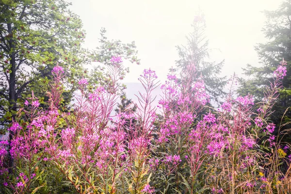 Pink wildflowers in the spring on a meadow — Stock Photo, Image