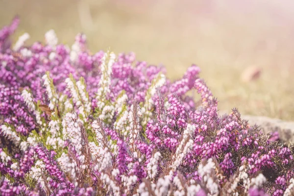 Heather blooming in the spring on a sunny day — Stock Photo, Image