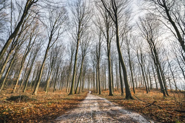 Поворотная дорога в лесу с высокими деревьями — стоковое фото