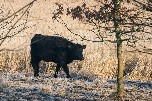 Schwarze Kuh läuft bei Frost über ein Weizenfeld — Stockfoto