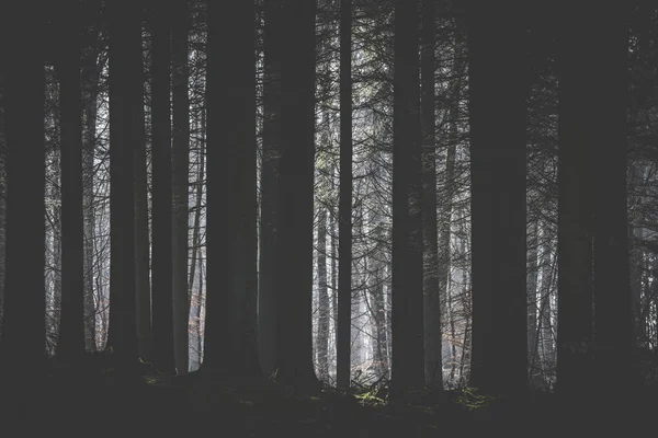 Dark forest with a clearing lighten up by the sun — Stock Photo, Image